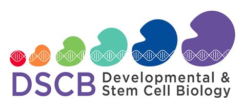 Laure Bally-Cuif - Developmental and Stem Cell Biology | Research ...