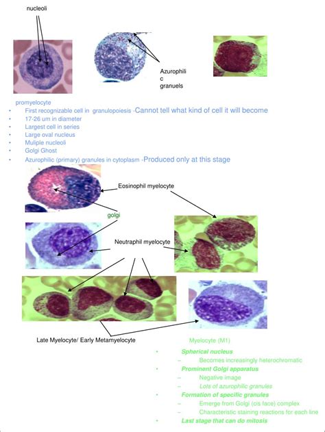 PPT - Morphology of Normal White Blood Cells PowerPoint Presentation - ID:592506