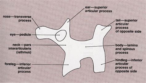 Radiology Anatomy Images : Scotty dog X-Ray anatomy | Radiology imaging ...