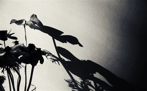 7 Artists on Using Strong Shadows in Photography