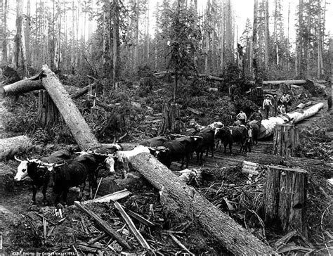 Skid road logging 6 Seattle, Wa. | Diamond history, Pacific northwest ...