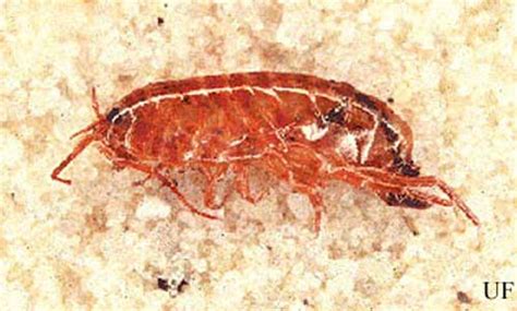 amphipods - (Crustacea: Amphipoda)