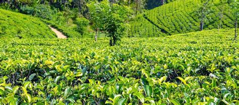 Tea plantation in up country near Nuwara Eliya, Sri Lanka. Wide — Stock Photo © Alinamd #180779214