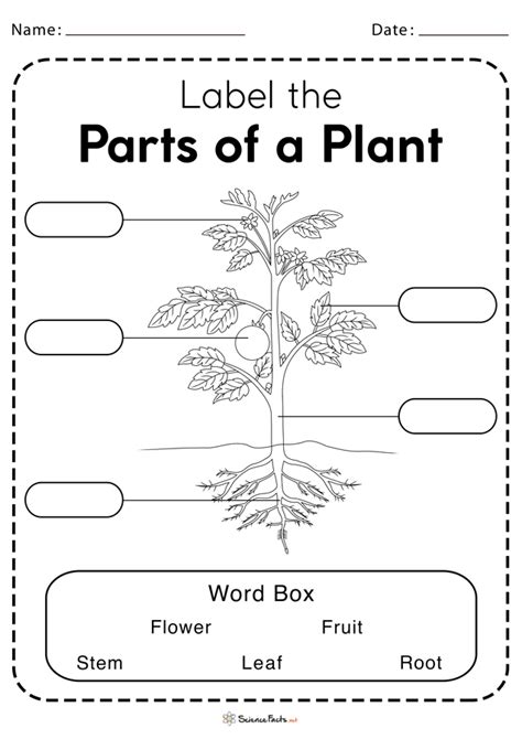 Parts of a Plant Worksheets - Free Printable