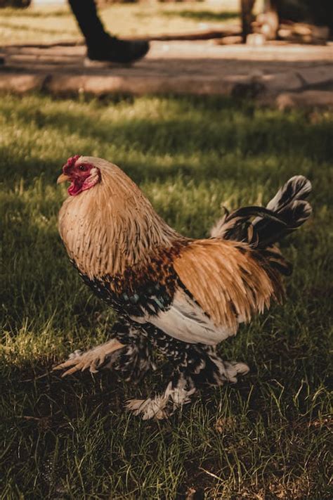 A Rooster in Close-Up Photography · Free Stock Photo