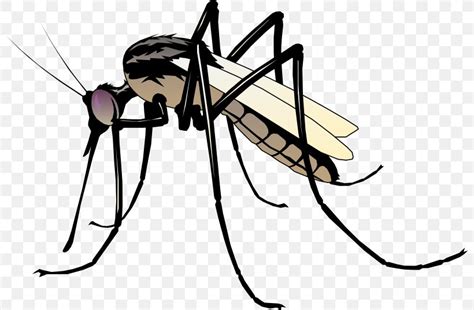 Mosquito Clip Art, PNG, 800x538px, Mosquito, Arthropod, Artwork ...