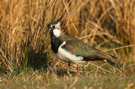 Northern Lapwing by Lee Gregory - BirdGuides