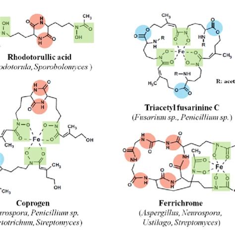 Hydroxamate siderophore biosynthetic pathway in fungi. The core product ...