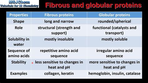 B.2 Fibrous and globular proteins (SL) - YouTube