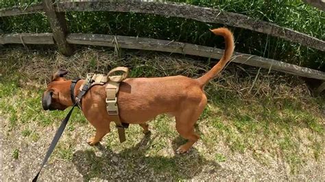 17/7/22...short but super easy, very nice on - leash hiking trail in ...