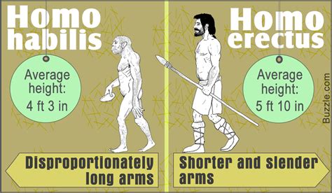 A Comparative Analysis: Homo Habilis Vs. Homo Erectus - Biology Wise