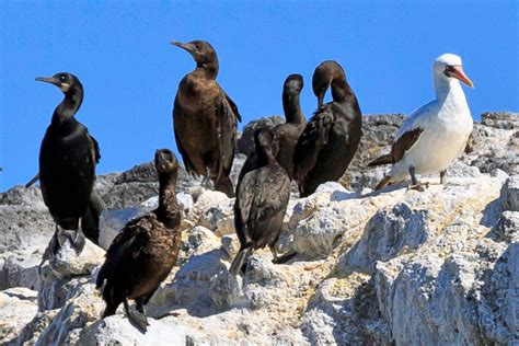 Seabirds & Shorebirds - Channel Islands National Park (U.S. National ...