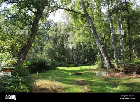 Silver Birch Forest Stock Photo - Alamy