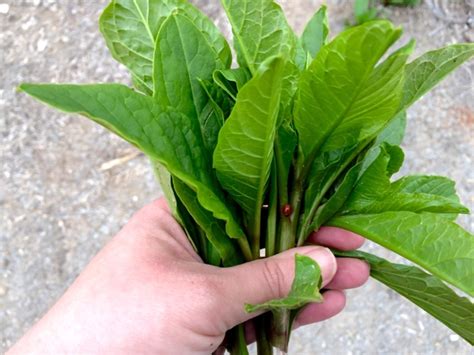 The Foraged Foodie: How I find and safely eat pokeweed shoots in early ...