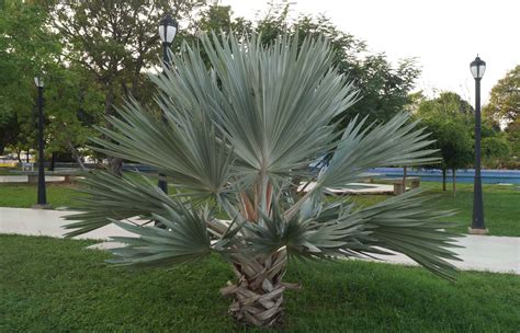 Brahea Armata, Mexican Fan Palm Palmiers, Garden Seeds, Planting Seeds ...