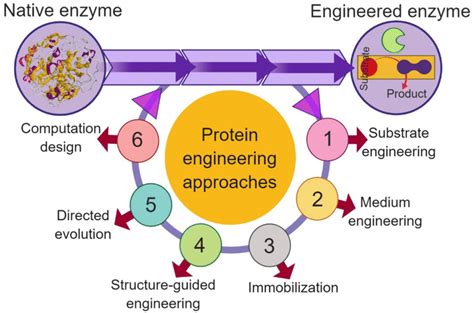 Protein engineering approaches to develop multipurpose biocatalyst | Download Scientific Diagram