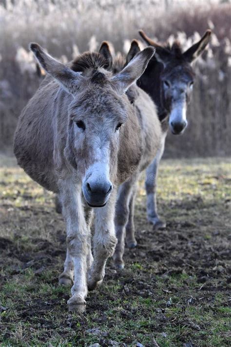 Donkey on a farm field stock photo. Image of farming - 168251266