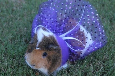 Guinea Pig Dress