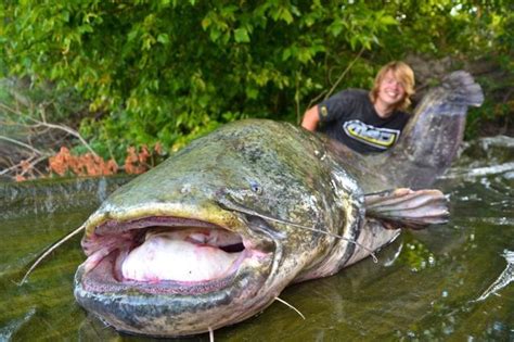 a233db80c6864668bf43f142a59ca414.jpg 640×426 pixels | Catfish fishing, Fish, Big catfish