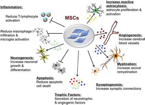 Mesenchymal Stem Cells | Properties, Process, Functions (Updated 2023)