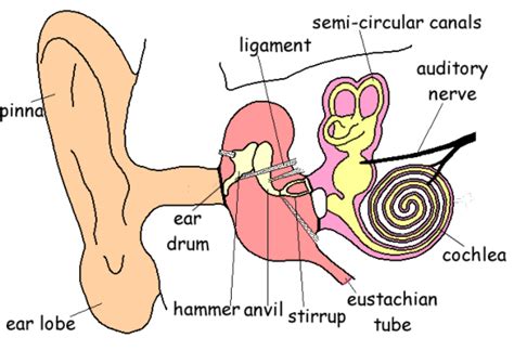 Anatomy Of Human Ear Hammer Anvil And Stirrup