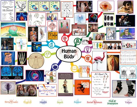 Human Body Lesson Plan: All Subjects | Any Age | Any Learning Environment | Open Source and Free ...