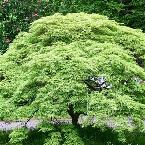 Weeping Viridis Japanese Maple — PlantingTree