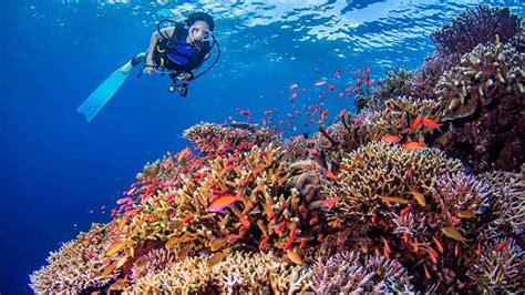 How Divers Can Protect Coral Reefs - Let's Dive Tulamben