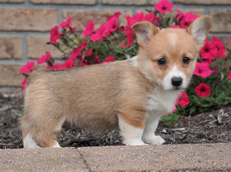 AKC Registered Pembroke Welsh Corgi For Sale Millersburg, OH Female- S ...