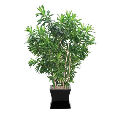 Dracaena Reflexa Plant Care, Water, Sunlight Guide | Plantscape LIVE