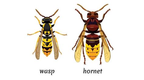 Hornets vs. Yellowjackets: How to Tell These Two Wasps Apart