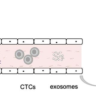 Overview of liquid biopsy. Liquid biopsy include circulating tumor DNA... | Download Scientific ...