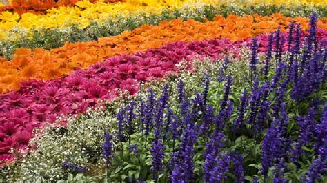 10 fabulous flower shows in India you must not miss! | News Travel News ...