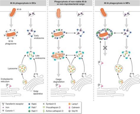 The process of normal phagosome maturation is different | Open-i