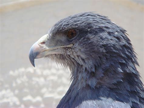 Eagle Blue Bird'S Head · Free photo on Pixabay