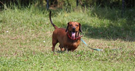 Dachshund Rescue - How to Adopt a Dog - Dachshund Joy