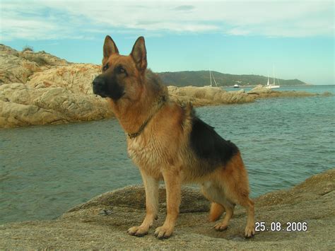 File:Berger allemand à la plage.jpg - Wikimedia Commons