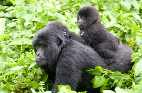 After facing near extinction, mountain gorilla population grows | CBC News