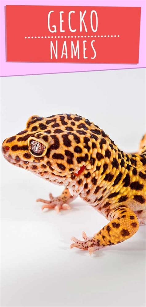 Gecko Names – Over 300 Cute, Badass, And Creative Ideas | Cute gecko ...