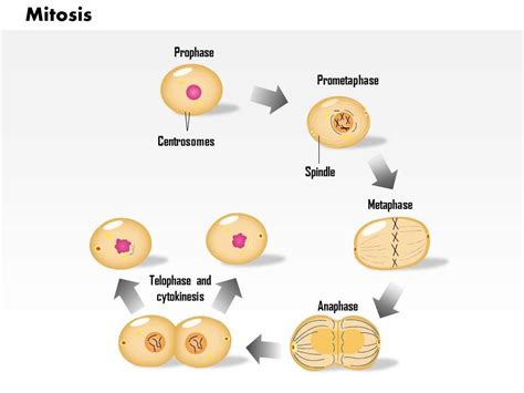 0814 Mitosis Cell Division Medical Images For PowerPoint | PowerPoint ...