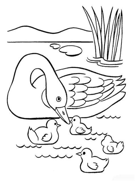 Swan Swimming Coloring Page Coloring Pages