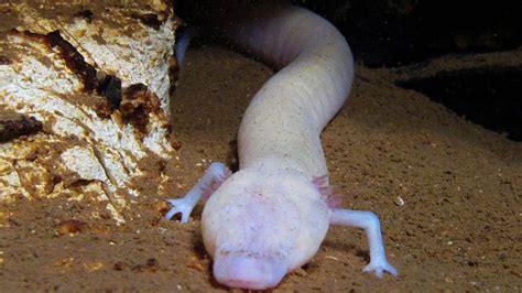 Olms, eyeless cave-dwelling salamanders native to Europe. : r/oddlyterrifying