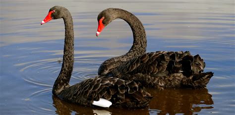 Friday essay: a rare bird — how Europeans got the black swan so wrong