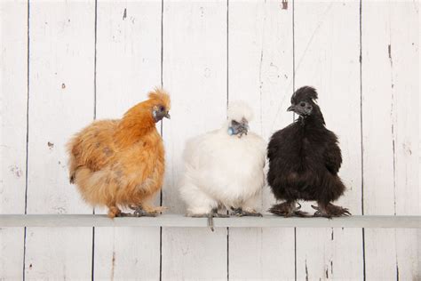 8 Exotic Chickens for your Backyard | The Hen House Collection