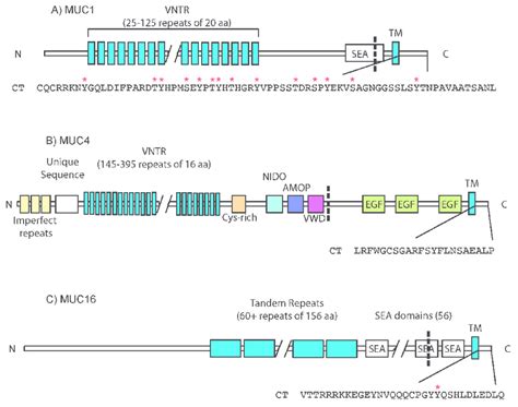 Structure of MUC1, MUC4, and MUC16. General domain structures for MUC1 ...