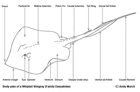 Whiptail Stingray Diagram | Wild Kratts Bday Party | Pinterest | Stingrays and Anatomy