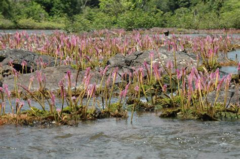 Guiana Amazonian National Park, French Guiana | National parks, Travel pictures, Park