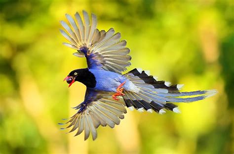 Taiwan Blue Magpie “Long Tailed Mountain Lady” - Charismatic Planet ...