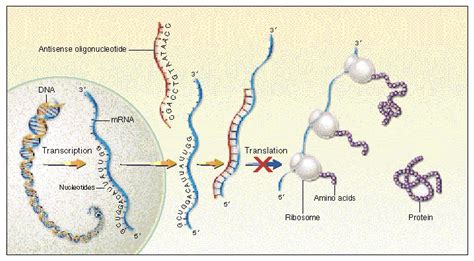 Antisense-Oligonucleotide Therapy | NEJM