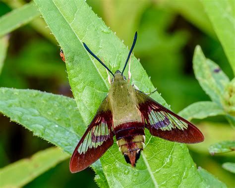 Hummingbird Clearwing Moth Caterpillar